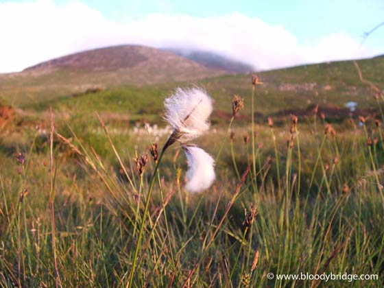 Cotton Grass